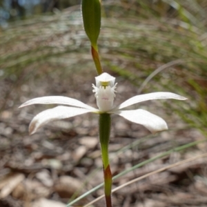 Caladenia dimorpha at Mount Fairy, NSW - 28 Oct 2022