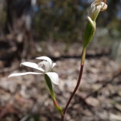 Caladenia dimorpha at Mount Fairy, NSW - 28 Oct 2022