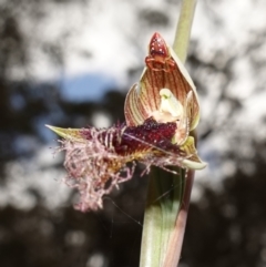 Arkys walckenaeri (Triangle spider) at Mount Fairy, NSW - 28 Oct 2022 by RobG1