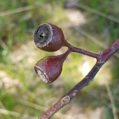 Eucalyptus sideroxylon subsp. sideroxylon (Mugga Ironbark or Red Ironbark) at Koorawatha, NSW - 25 Sep 2022 by drakes