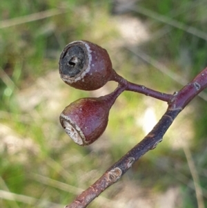 Eucalyptus sideroxylon subsp. sideroxylon at Koorawatha, NSW - 25 Sep 2022