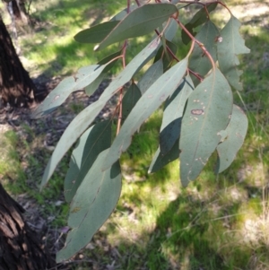 Eucalyptus sideroxylon subsp. sideroxylon at Koorawatha, NSW - 25 Sep 2022