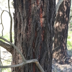 Eucalyptus sideroxylon subsp. sideroxylon at Koorawatha, NSW - 25 Sep 2022