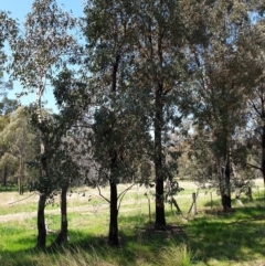 Eucalyptus sideroxylon subsp. sideroxylon at Koorawatha, NSW - 25 Sep 2022 12:47 PM