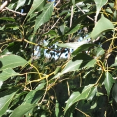 Brachychiton populneus subsp. populneus (Kurrajong) at Koorawatha, NSW - 25 Sep 2022 by drakes
