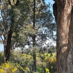 Brachychiton populneus subsp. populneus at Koorawatha, NSW - 25 Sep 2022