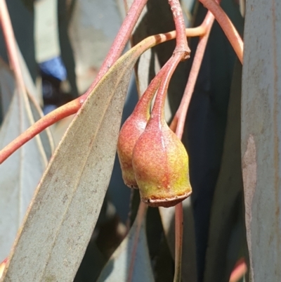 Eucalyptus sideroxylon subsp. sideroxylon (Mugga Ironbark or Red Ironbark) at Koorawatha, NSW - 25 Sep 2022 by drakes