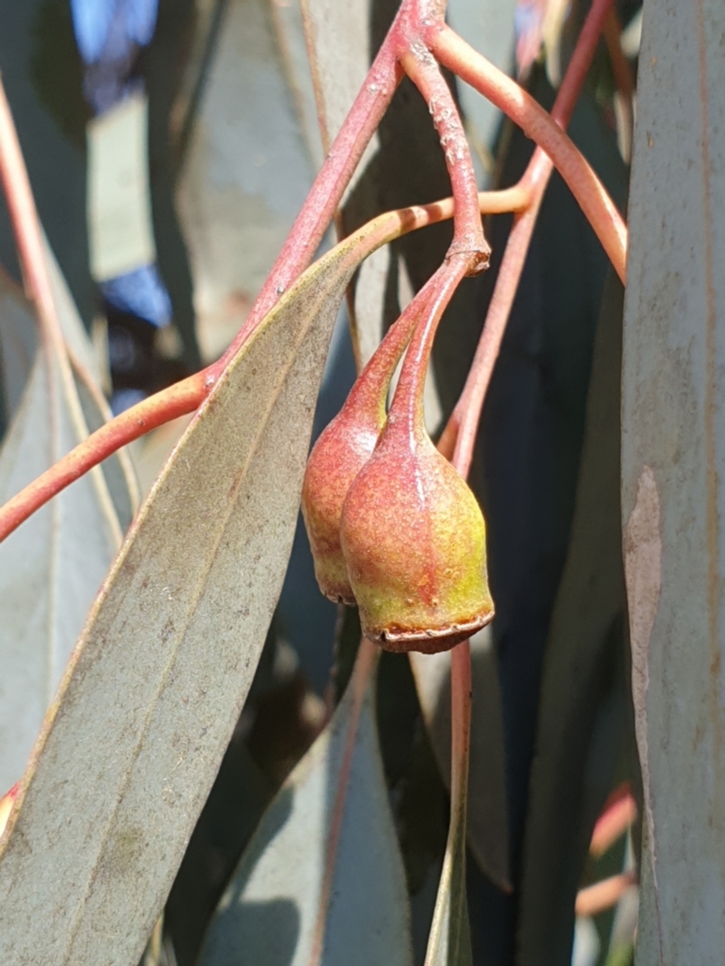 Eucalyptus sideroxylon subsp. sideroxylon at Koorawatha, NSW - 25 Sep 2022