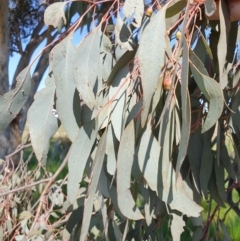 Eucalyptus sideroxylon subsp. sideroxylon at Koorawatha, NSW - 25 Sep 2022 01:54 PM