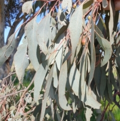 Eucalyptus sideroxylon subsp. sideroxylon at Koorawatha, NSW - 25 Sep 2022