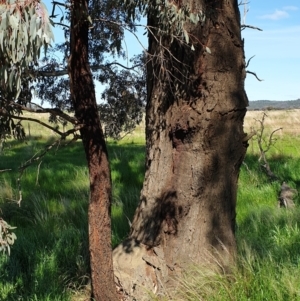 Eucalyptus sideroxylon subsp. sideroxylon at Koorawatha, NSW - 25 Sep 2022