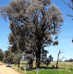 Eucalyptus sideroxylon subsp. sideroxylon at Koorawatha, NSW - 25 Sep 2022 01:54 PM