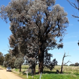 Eucalyptus sideroxylon subsp. sideroxylon at Koorawatha, NSW - 25 Sep 2022