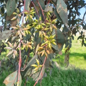 Eucalyptus blakelyi at Koorawatha, NSW - 25 Sep 2022 01:55 PM