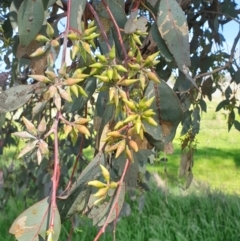 Eucalyptus blakelyi (Blakely's Red Gum) at Koorawatha, NSW - 25 Sep 2022 by drakes