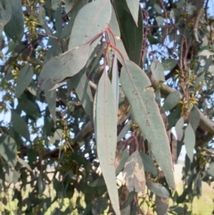 Eucalyptus blakelyi at Koorawatha, NSW - 25 Sep 2022