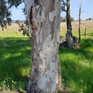 Eucalyptus blakelyi at Koorawatha, NSW - 25 Sep 2022