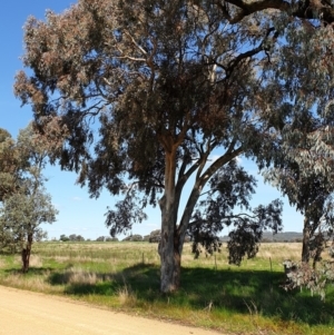 Eucalyptus blakelyi at Koorawatha, NSW - 25 Sep 2022 01:55 PM