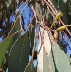 Eucalyptus albens (White Box) at Koorawatha, NSW - 25 Sep 2022 by drakes