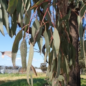 Eucalyptus albens at Koorawatha, NSW - 25 Sep 2022