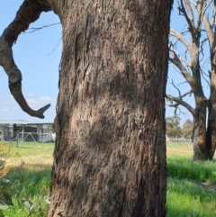 Eucalyptus albens at Koorawatha, NSW - 25 Sep 2022 02:11 PM