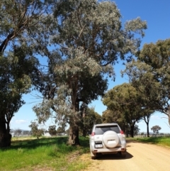 Eucalyptus albens at Koorawatha, NSW - 25 Sep 2022 02:11 PM