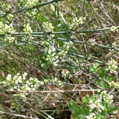 Discaria pubescens (Australian Anchor Plant) at Tennent, ACT - 28 Oct 2022 by Portia