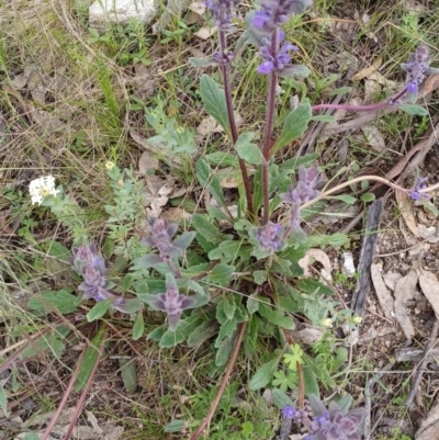 Ajuga australis (Austral Bugle) at Tennent, ACT - 28 Oct 2022 by Portia