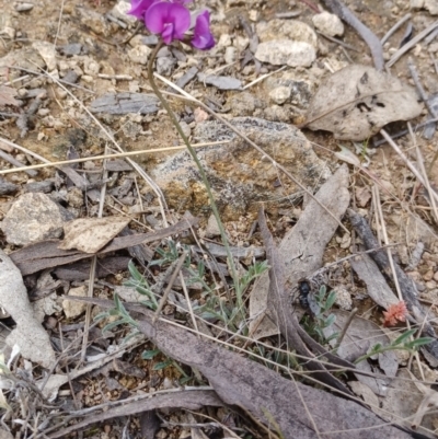 Swainsona sericea (Silky Swainson-Pea) at Tennent, ACT - 28 Oct 2022 by Portia