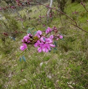 Indigofera australis subsp. australis at Tennent, ACT - 28 Oct 2022
