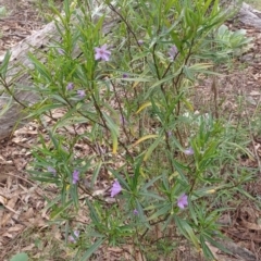 Solanum linearifolium (Kangaroo Apple) at Tennent, ACT - 12 Oct 2022 by Portia