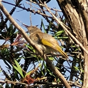 Lichmera indistincta at Nambucca Heads, NSW - 31 Oct 2022