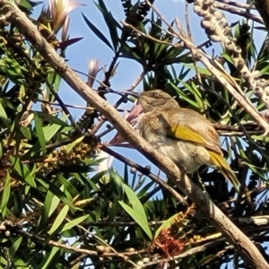 Lichmera indistincta at Nambucca Heads, NSW - 31 Oct 2022