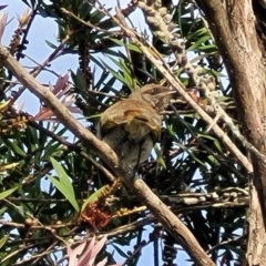 Lichmera indistincta at Nambucca Heads, NSW - 31 Oct 2022