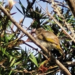 Lichmera indistincta at Nambucca Heads, NSW - 31 Oct 2022