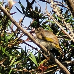 Lichmera indistincta at Nambucca Heads, NSW - 31 Oct 2022