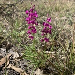 Swainsona recta (Small Purple Pea) at Tennent, ACT - 31 Oct 2022 by Portia