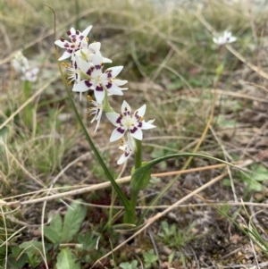 Wurmbea dioica subsp. dioica at Williamsdale, NSW - 8 Sep 2020