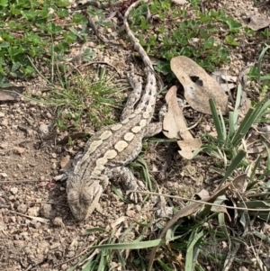 Amphibolurus muricatus at Williamsdale, NSW - 1 Nov 2022