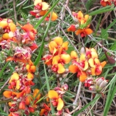 Dillwynia sericea (Egg And Bacon Peas) at Weetangera, ACT - 29 Oct 2022 by sangio7
