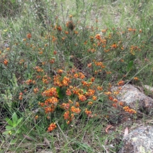 Dillwynia sericea at Weetangera, ACT - 29 Oct 2022