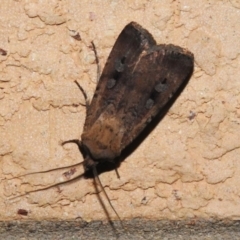 Agrotis infusa (Bogong Moth, Common Cutworm) at Wanniassa, ACT - 31 Oct 2022 by JohnBundock