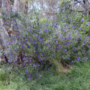 Solanum linearifolium at Weetangera, ACT - 29 Oct 2022