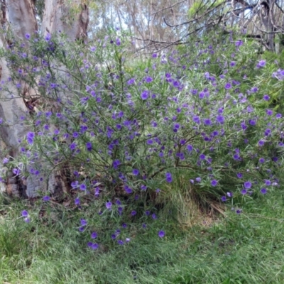 Solanum linearifolium (Kangaroo Apple) at Weetangera, ACT - 29 Oct 2022 by sangio7