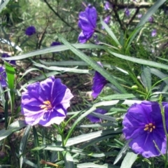 Solanum linearifolium at Weetangera, ACT - 29 Oct 2022