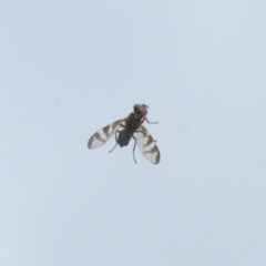 Platystomatidae (family) at Jerrabomberra, ACT - 30 Oct 2022