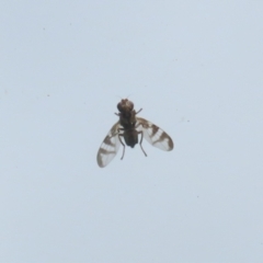 Platystomatidae (family) at Jerrabomberra, ACT - 30 Oct 2022