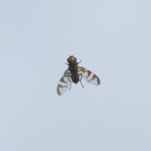 Platystomatidae (family) at Jerrabomberra, ACT - 30 Oct 2022