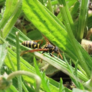 Polistes (Polistes) chinensis at Symonston, ACT - 30 Oct 2022