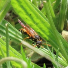 Polistes (Polistes) chinensis at Symonston, ACT - 30 Oct 2022